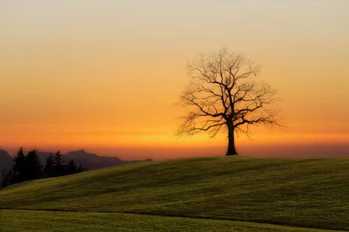 Arbre magnifique au coucher de soleil